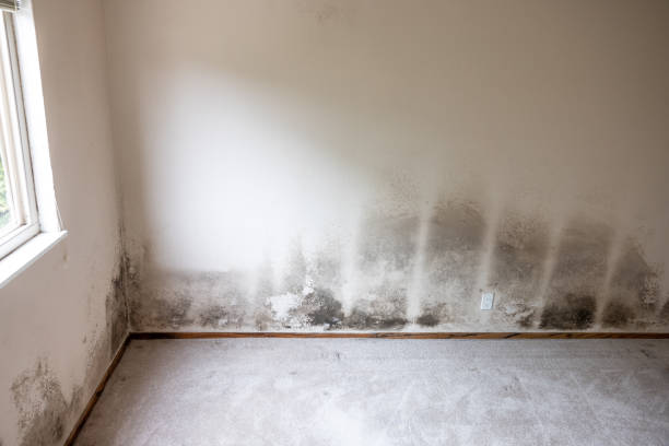 Biohazard Mold Removal in Aledo, TX