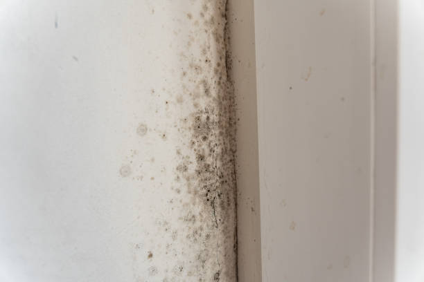  Aledo, TX Mold Removal Pros